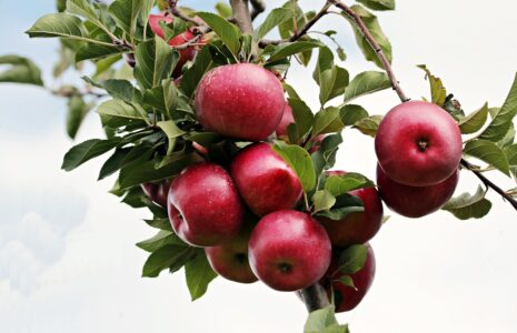 owoce jabloni o czerwonym miazszy dojrzalosc